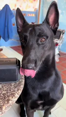Con beat này ko làm khó được tui đâu ông già 😂#malinois #dogsoftiktok #thúcưng #cún #dogs #huấnluyệnchó #fyp #dogtrainingtricks #PetsOfTikTok #chobaove #viral #BATMAN 