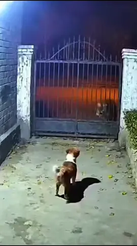 wooow cat vs tiger😲#animals #cat #tiger #amazing #videoviral 