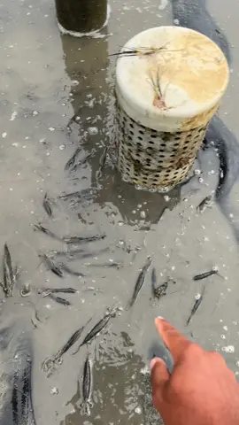 masih banyak udang yg ketinggalan 