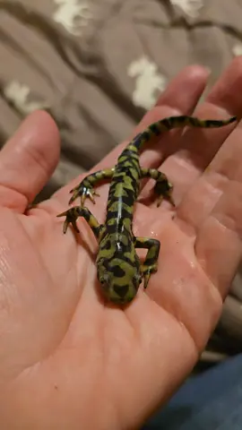 Meet Miss Stevie. Our newest table creature.  Please excuse my voice I have a migraine and took meds for it. For those who know me I'm a light weight and tonight's results seem to be a little bit raspy drawl. Lol! Anyway... isn't she precious! #salamander #creatures #natureathome 