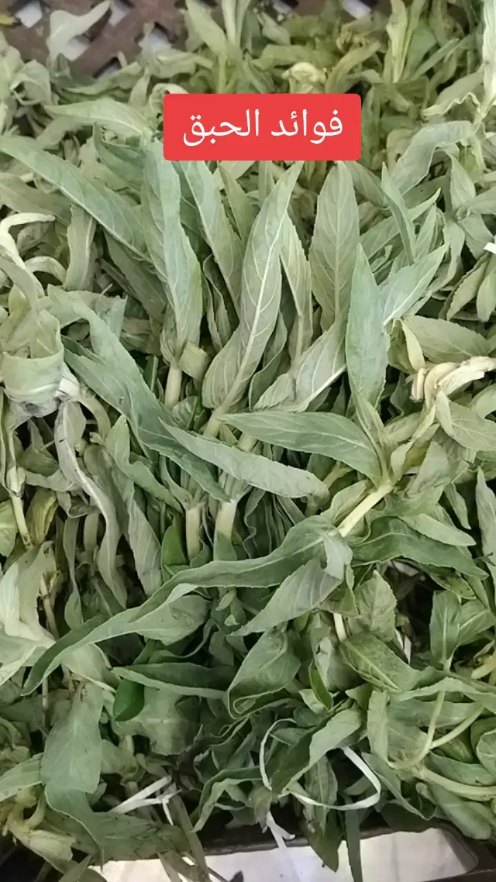 يُعرف الحبق بفوائد صحية عديدة تشمل دعم الهضم، تخفيف الالتهابات، تعزيز صحة القلب، الحماية من الأكسدة، تحسين صحة الدماغ والعيون، وقد يساعد في مكافحة السرطان والبكتيريا، بالإضافة إلى تقوية المناعة وتهدئة الأعصاب.  فوائد الحبق الصحية: مضاد للأكسدة والالتهابات: يحتوي الحبق على مضادات أكسدة قوية وفيتامين 