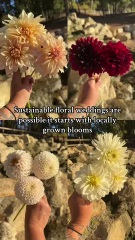 Sustainable floral weddings are possible with locally grown blooms like these Los Angeles county zone 10b grown dahlias. #Sustainability #weddingflowers #dahlias #flowers #gardening 
