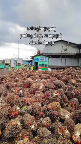 #sawitontiktok ##sawitkalimantan #kebunsawit #pabriksawit 