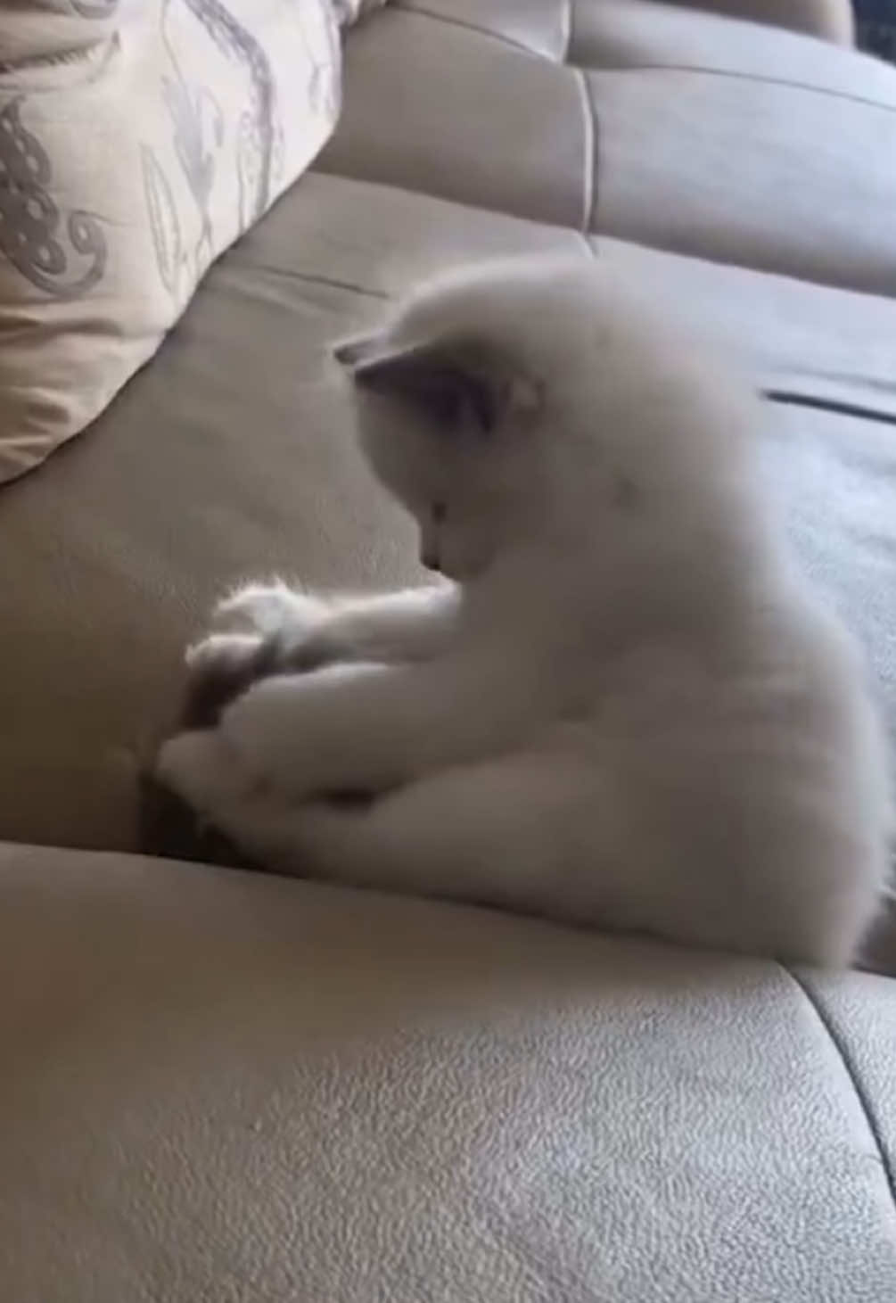子猫さまは好奇心旺盛で元気いっぱい🥰🥰🥰何にでも興味津々で愛くるしい子猫さまと一緒に遊びたいですね‪🫶🏻💕 #ねこ #猫 #子猫 #猫可愛い #猫のいる暮らし 
