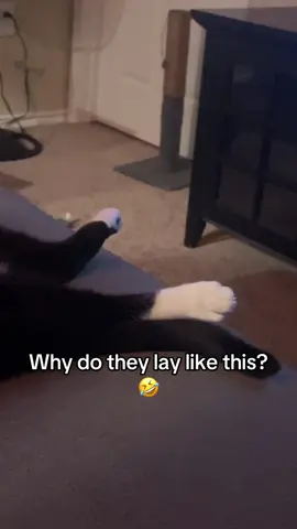 Just some long guys in tuxedos 🤣 #tuxedocat #cat #fyp #animal #funny