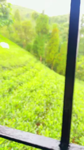 Maitighar💚#kanyam #nature #heaven #peace 