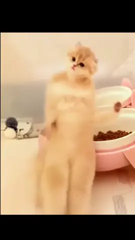 fluffy Oyen(orange cat ) excited dance after get full bowl food 