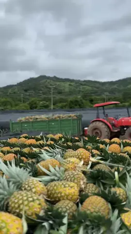 #agronomia #campo #piña #piñamiel #trabajoduro