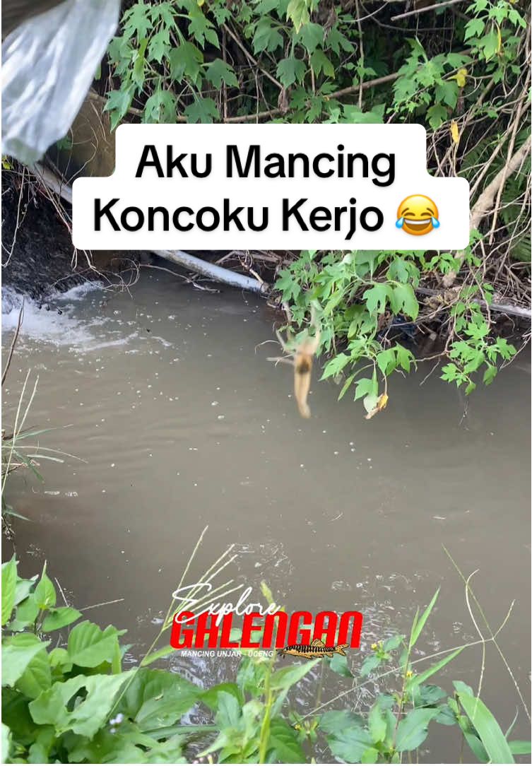 Makan nya Halus sekali ternyata dia ??. . . # . . . . #funfishing #fyp #belajarmancing #mancingliar #udang 