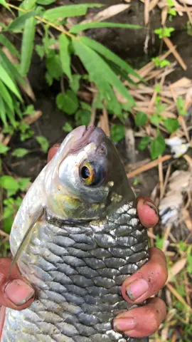 lumut e haup lek@F E R I ora arep nyusul rene po🤣#mancingmania #ikanbader#mancingmaniajogjakarta #mancingliar #mancingviraltrendsekarang 