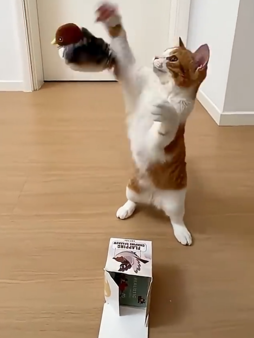 🐦 The Flying Bird Toy Every Pet Owner Needs! 🐾💨 Looking for a fun way to entertain your furry friend? 🐶🐱 This flying bird toy flaps, spins, and soars through the air — keeping your pet active, curious, and full of joy! ✨ Don’t miss out on this viral pet gadget 🛒 👉 Grab yours now: https://yourpawsjoy.myshopify.com #PetToy #FlyingBird #PetGadget #PetEntertainment #catsoftiktok 