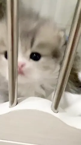 Cute 🥰 #kitten #catsoftiktok #catlover #littlekitten #cute 