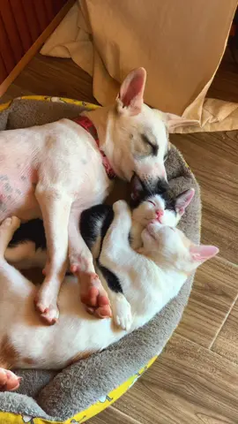 Tình tay ba nhưng rất chi là iu thương nhau 🥹