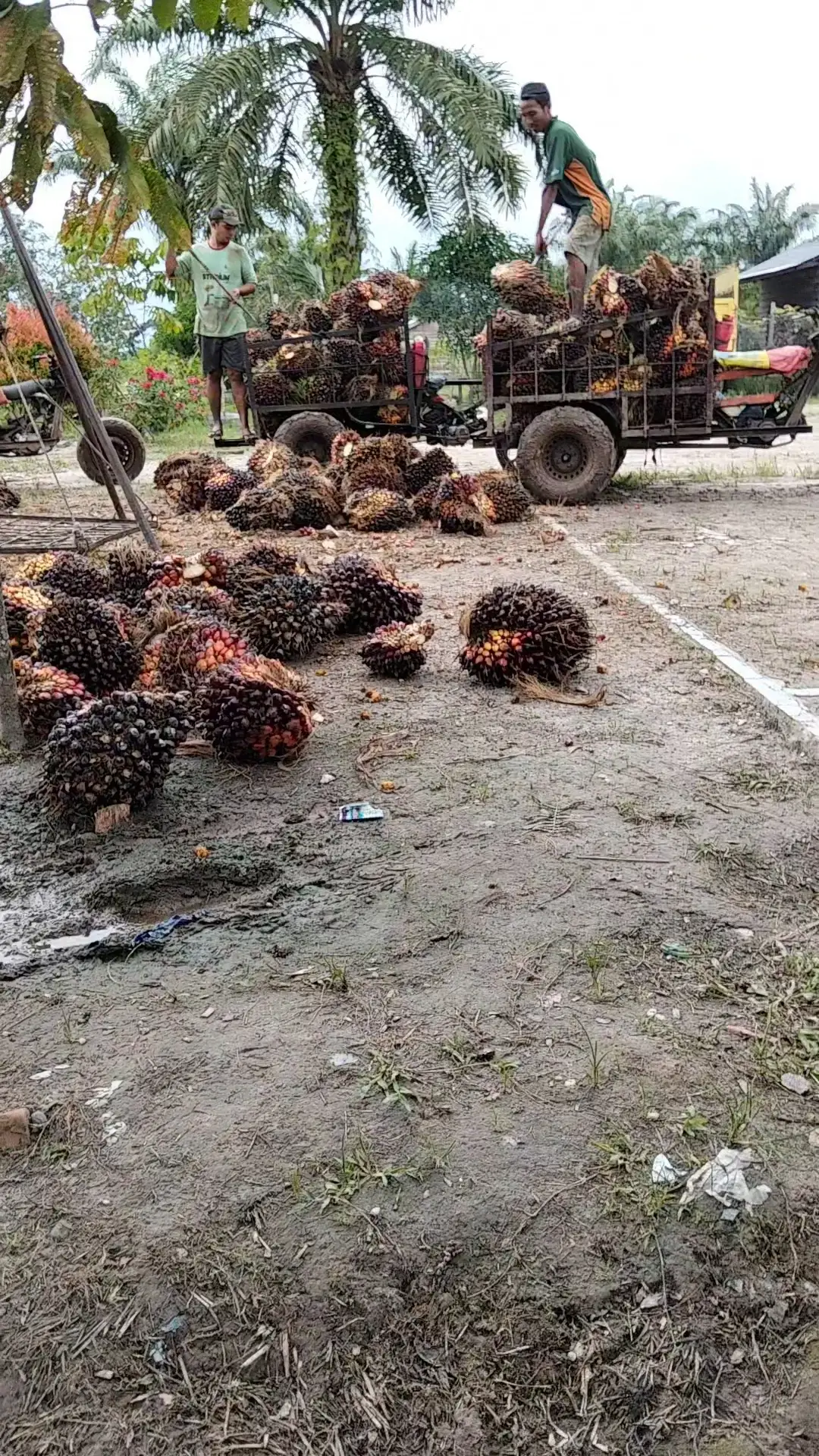 SEMUA KEGIATAN HASIL DARI SAWIT 🌴🤙😋