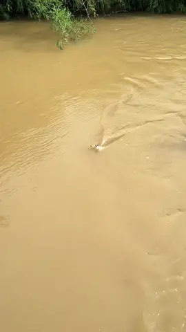 😂 #Fyp #បបក់ត្រីធម្មជាតិ🎣🇰🇭 