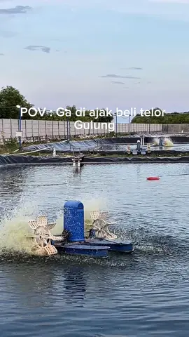 Ajakin beli telur gulung dong 😭😭 #FishBosterCentre #fyppppppppppppppppppppppp #telurgulung #sidoarjo #budidayaikan 