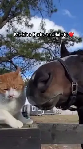 EDIT THIS IS OJU CHOSAN NOT MEISHO DOTO😭 2 am brain…They’re so cute😭 #ojuchosan #meto #umamusume #horse