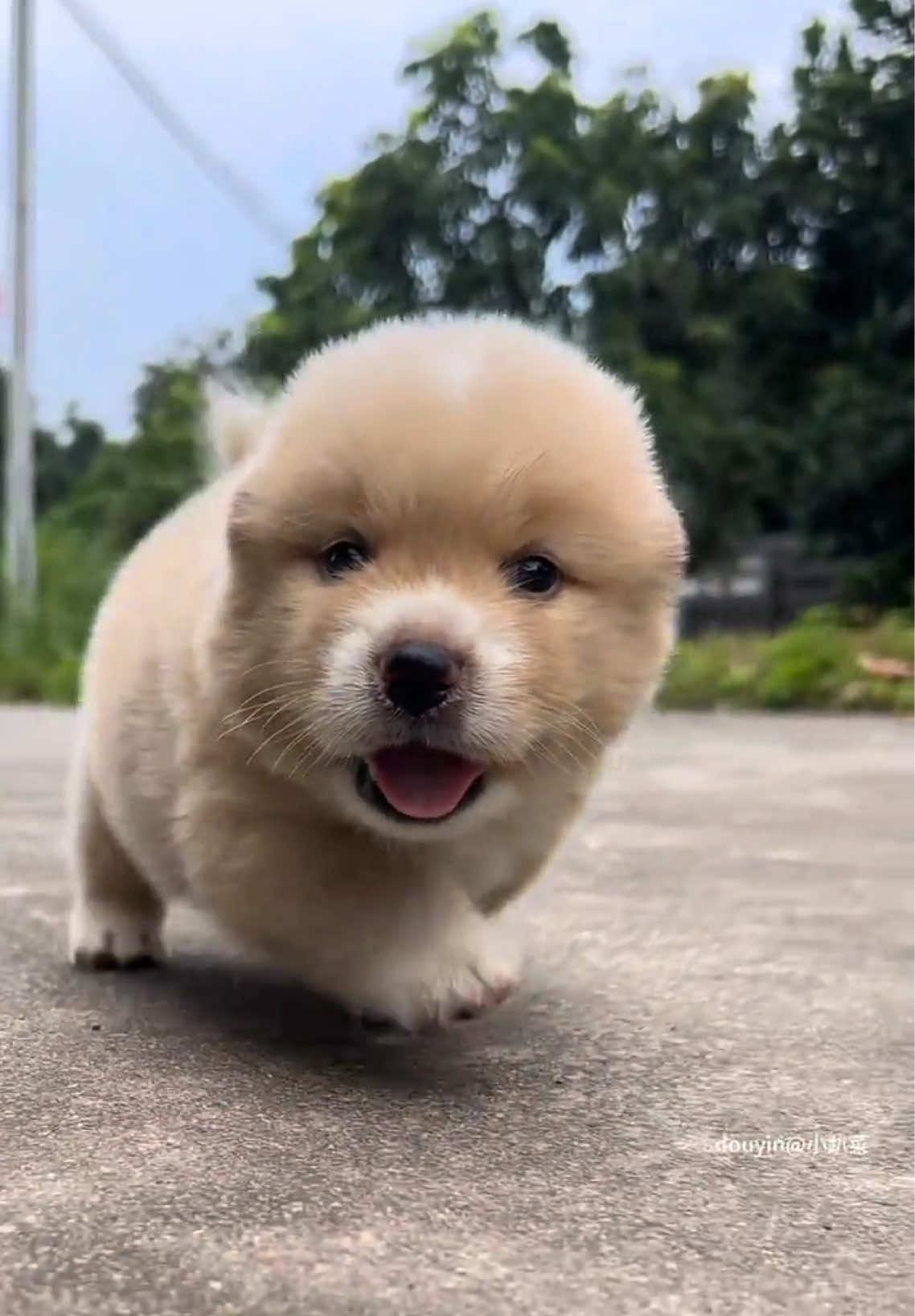 #dog #puppy #cutedog #pet #foryoupage 