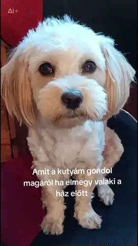 #CapCut #bazdbeforyouba #mindenkinek #nekedbelegyen❤️ #bazdkiforyuba 