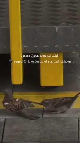 #capcut #hawler_slemani_dhok_karkuk_hallabja 