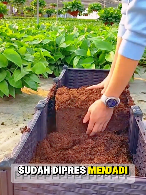 Cocopeat Block SlowFarm - 650g#mediatanam #mediatanamsabutkelapa #fyp 