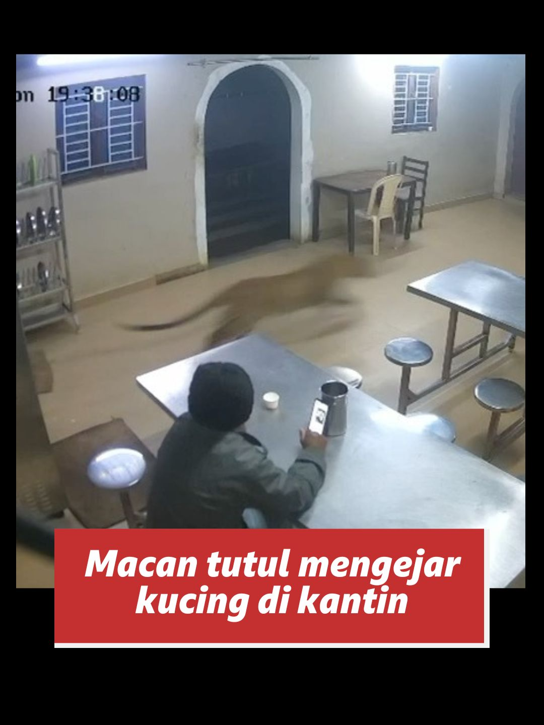 Seekor macan tutul mengejar kucing hingga masuk ke sebuah kantin di India. Seorang pria yang sedang beristirahat terkeget-kaget melihatnya dan langsung kabur. Kejadian itu terjadi di Nilgiri, sebuah kota perbukitan di Tamil Nadu, tempat penampakan macan tutul baru-baru ini.  Baik kucing maupun pria itu selamat tanpa cedera. #unik #macantutul #macan