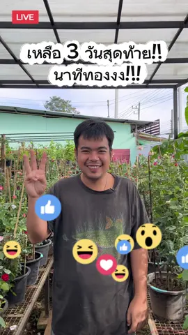 นาทีทองงงงง เหลือ 3 วันสุดท้ายแล้วน้าา  💕✨💜👀 #Treeno9 #ไม้ดอก #กุหลาบ 