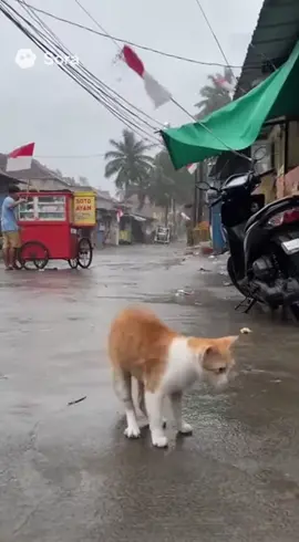 Kasian kucingnya kebawa angin🥲