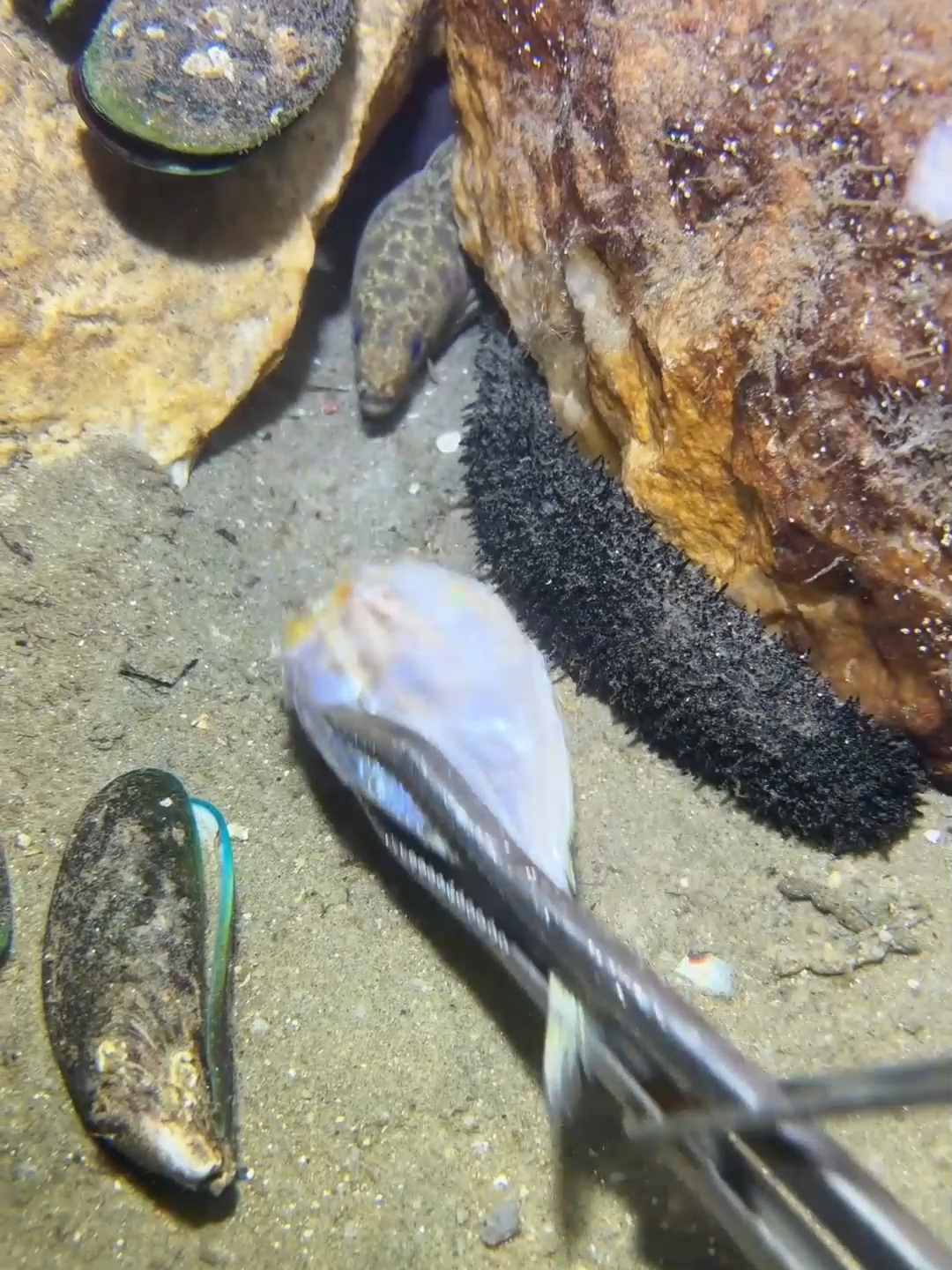 #fishing #eels #diving #crab #lobster #beach #deepsea #catchthesea #nature #sea