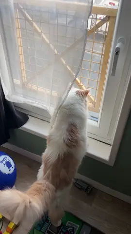 🤣🤣🫶🏻 #chat #cat #humour 