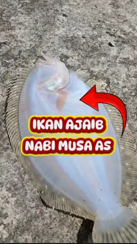Ikan Ajaib,Ikan Nabi Musa Alaihi Salam.