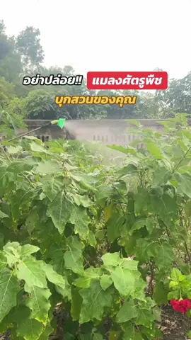 อย่าปล่อยแมลงศัตรูพืชมาบุกสวน #ก้าวทวี #ก้าวทวีการเกษตร #กอร์ดอนออร์แกนิค #ออร์แกนิค #ศัตรูพืช 