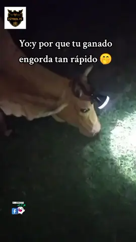 Por que tu ganado engorda tan rapido#paratiiiiiiiiiiii #vacas #ganado #rancho #comedia 