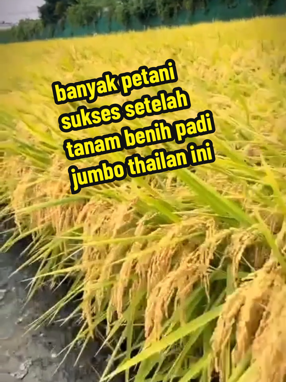 50 ton satu kali panen #benihpadithailajumbo #hasilpanen #padi#bibit#fyp 