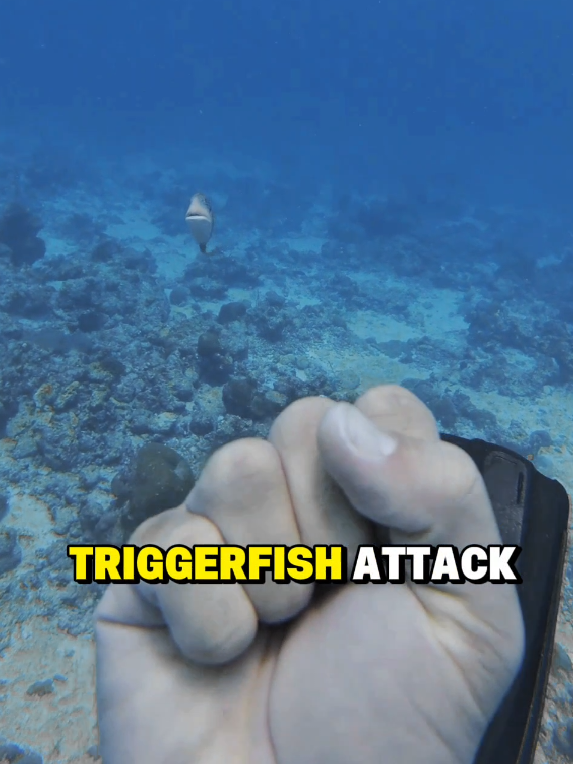 Triggerfish attacks are common during nesting season. They protect their nests in an upside down cone territory. Never swim up, swim backwards and kick, without taking your eyes off them. Once you've moved out of their territory they will leave you alone. Dive safe, have fun 🤟 #padi #scubadiving #triggerfish 