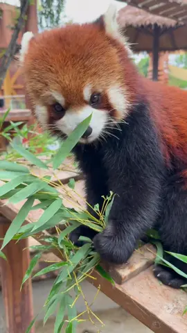Cute red panda #redpanda #cute #animals #fyp 
