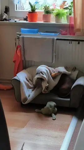 Ich mach hier jetzt gar nix. Onkel Joe #funy #dachshund #dachshundauftiktok #dackelauftiktok #dackel 