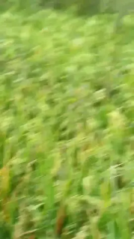 #fizr_2stroke #cinematic 