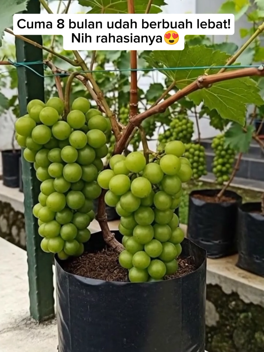 bibit anggur muscat cepat berbuah😍 #bibitanggur #buah #fyp #tanaman #pertanian 