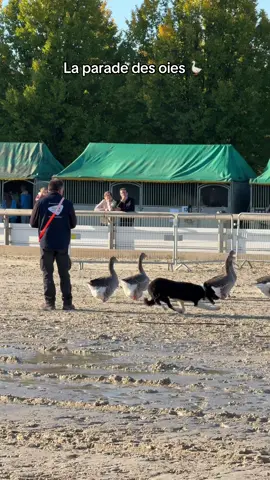 Prêtes pour tourner dans les Aristochats 🙈 #sommet #sommetelevage #sommetelevage2025 #clermontferrand #cournon 