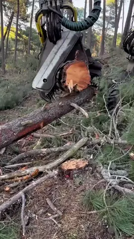 #Machines #Forestry #Timber #HeavyEquipment #Logging 