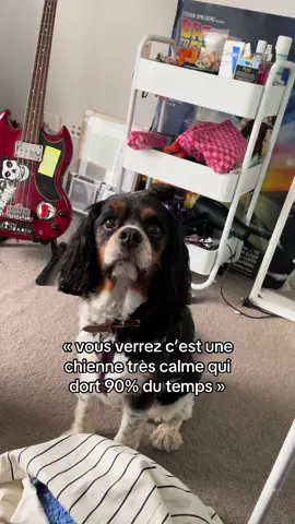 branchez vous pet sitting les gars c’est drôle #chien #petsitting 