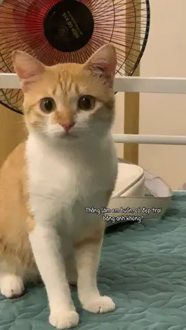 Có không? 🤣 #xhtiktok #meow #cat 