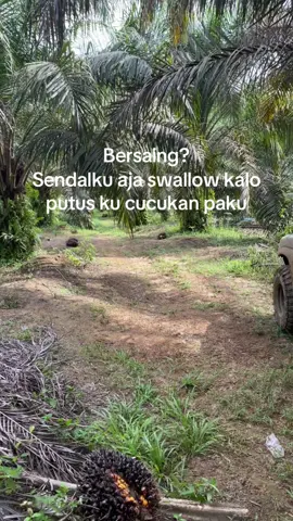 Nanti dulu la#kulisawit #petanimuda #l200#kerbaulangsir