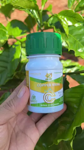 Đồng xanh nano xử lý cây cà phê con mới trồng bị rỉ sắt thán thư nấm lá #nongdan #nongsan #caphe #nongnghiep #taynguyen 
