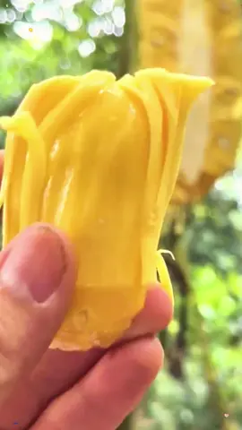 🍎ต้นขนุนพันธุ์ทวายปีเดียว ทาบกิ่ง ต้นพันธุ์แข็งแรงพร้อมปลูก ปลูก 8 เดือน เริ่มติดลูกแล้ว เนื้อหนา ยางน้อย #ขนุน #ต้นพันธุ์ขนุน #ต้นขนุนทาบกิ่ง #ขนุนทวาย #ขนุนทวายปีเดียว