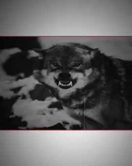 النا موعد مع جميع فقط نريد منكم صبر.😉🔥 .  .  #عبارات_جميلة_وقويه😉🖤 #وحيدمرادي_روحت_شاد_دادش_عقاب_ايران #ابوحربFM 