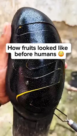 How fruits looked like before humans 😳#uslife🇺🇸 #usa🇺🇸 #viraltiktok 
