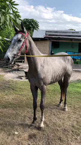 Hallo para pembenci 👋 #fyp #nttpride🏝🔥 #pecintakudapacuindonesia #pecintakudapacu🏇 #sumbatimur_ntt 
