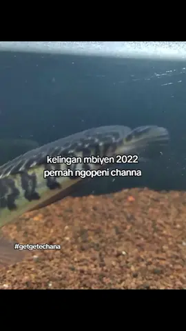 jaman kapann ikii #lewatberanda #tulungagung #foryoupage #zxycba 